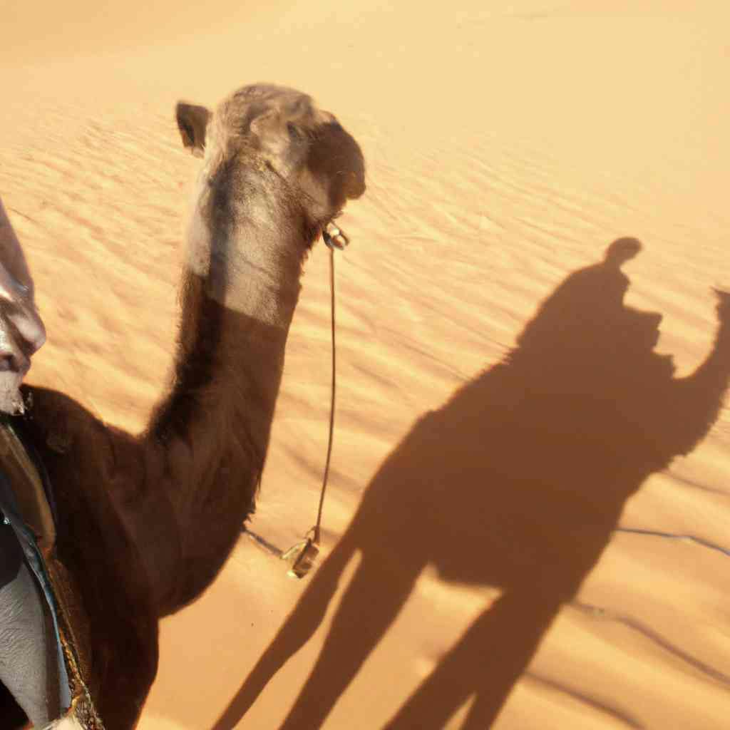 Cover Image for Excursion en chameau à Marrakech : Découvrez le désert marocain et ses merveilles
